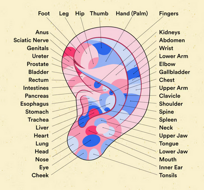 Acusoothe Ear Seeds For Acupressure and Acupuncture Massage Therapy - 20 Pack!